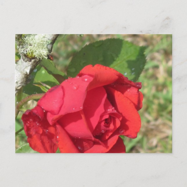 Red Rose Postcard (Front)