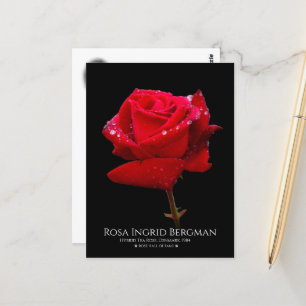 Red Rose Postcard