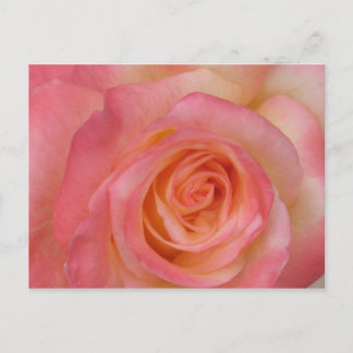 Red Rose Postcard