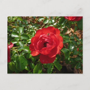 Red Rose Postcard