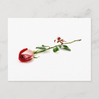 Red rose postcard