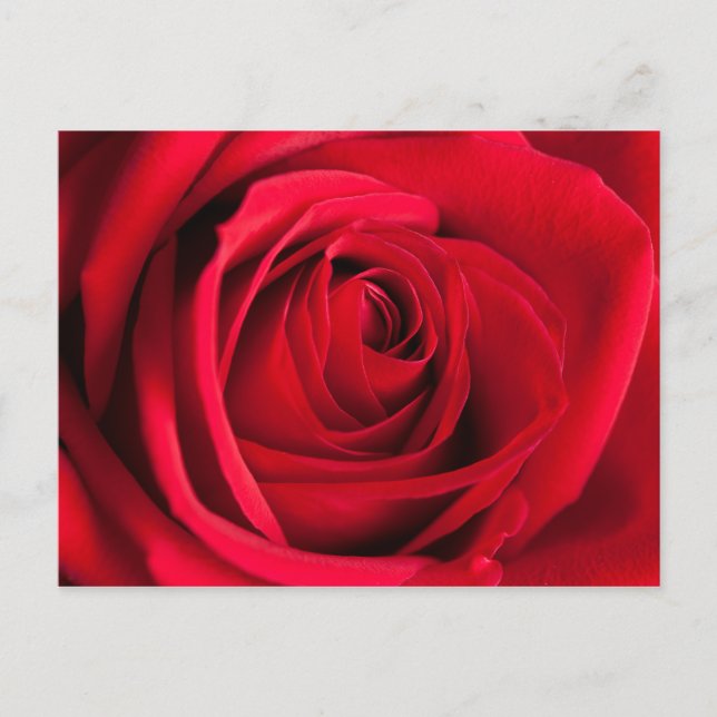 Red Rose Postcard (Front)