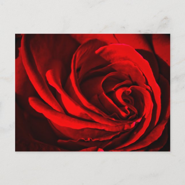 Red Rose Postcard (Front)