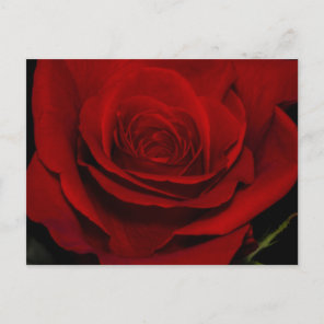 Red Rose Postcard