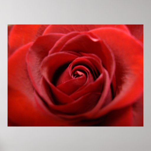 Red Rose Poster | Zazzle