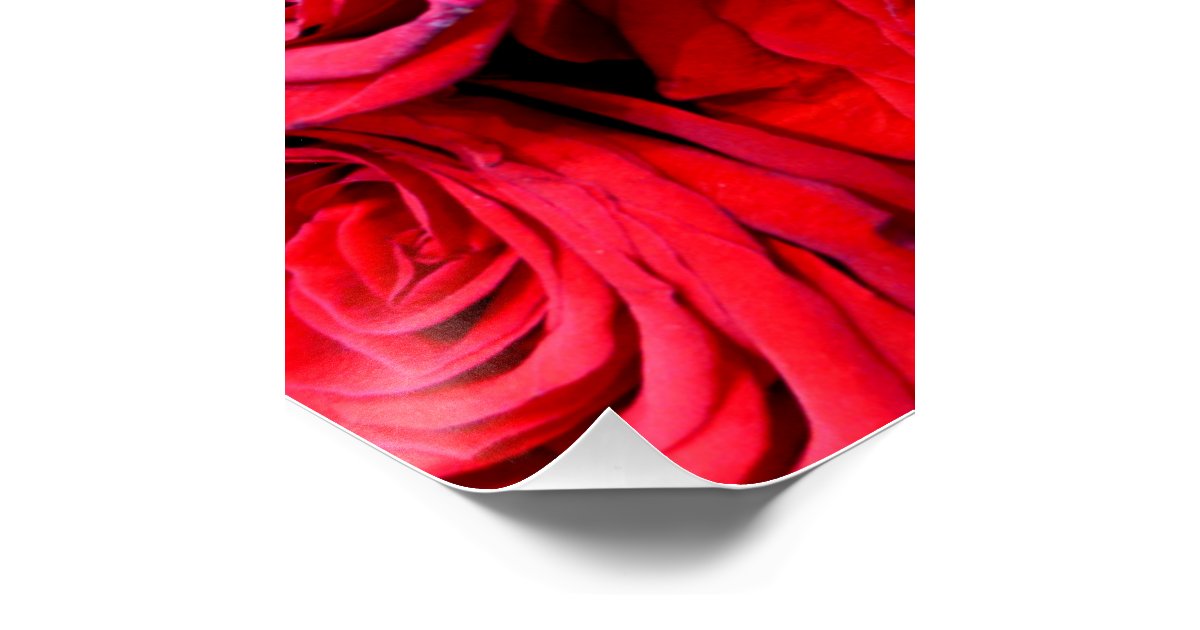 Red Rose Poster | Zazzle