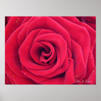 Red Rose Poster
