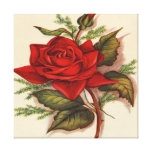 Red Rose  Premium Wrapped Canvas (gloss) at Zazzle