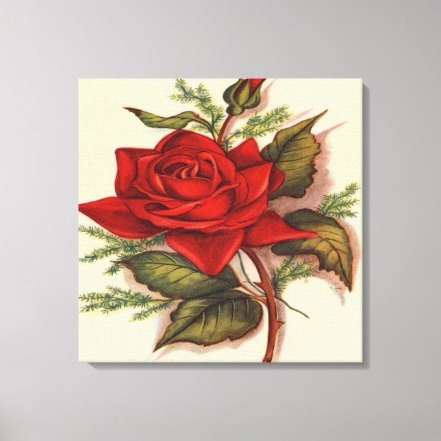 Red Rose  Premium Wrapped Canvas (Gloss) Print (Front)