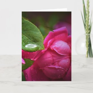 Red Rose & Raindrops, card