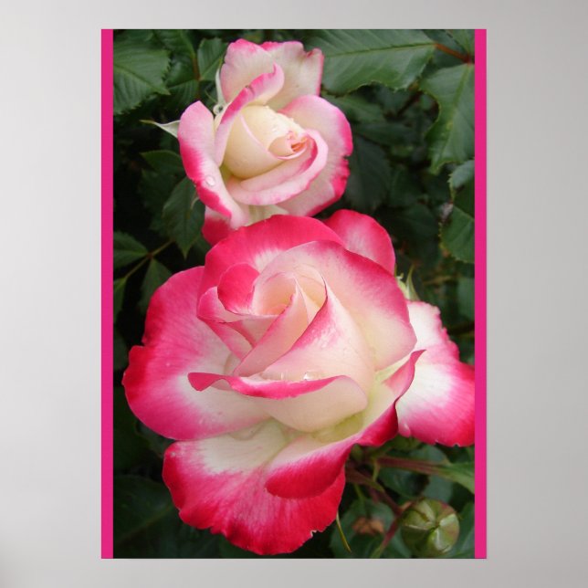 Red Rose Roses Floral Flower Garden Poster (Front)