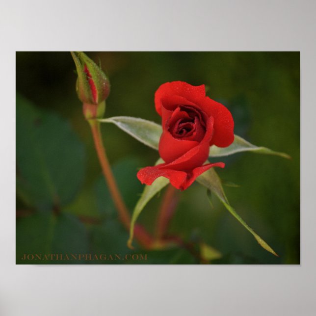 Red Rose starting to bloom Poster (Front)