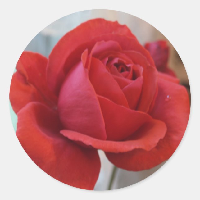Red Rose Sticker (Front)