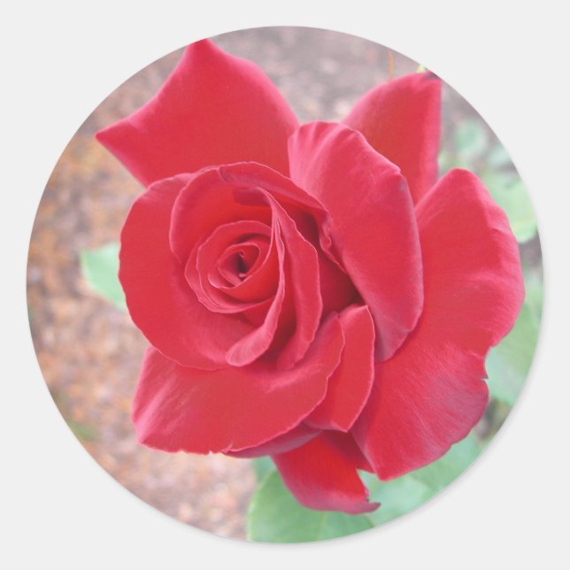 Red rose sticker (Front)