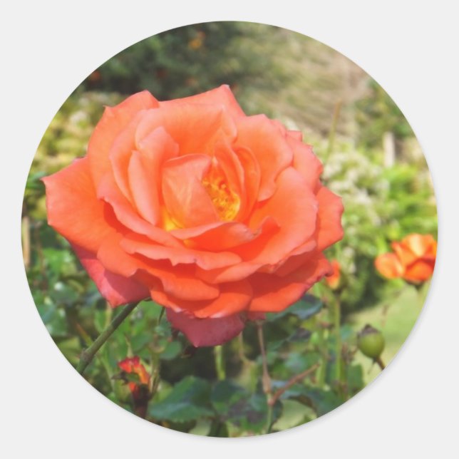 Red Rose stickers (Front)