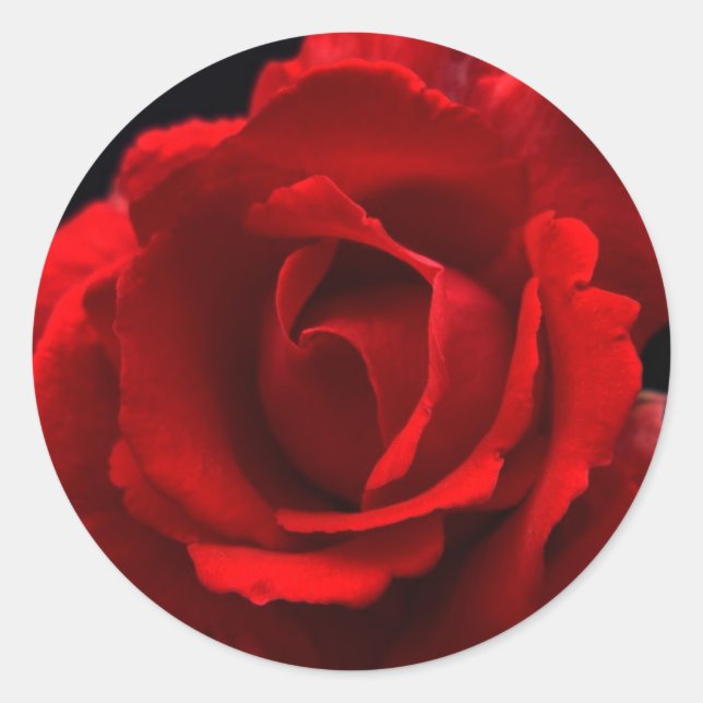Red Rose stkcnm Classic Round Sticker (Front)