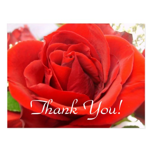 Red Rose Thank You! Postcard | Zazzle