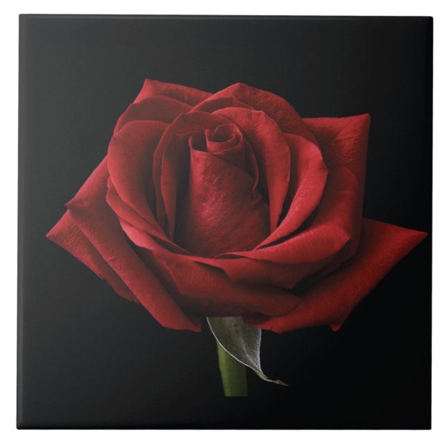 Red rose throw pillow ceramic tile (Front)