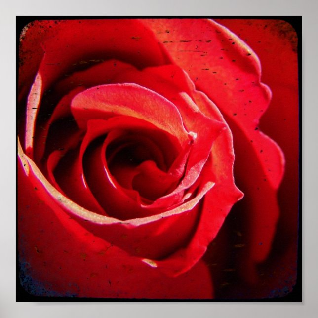 Red Rose TTV Poster (Front)