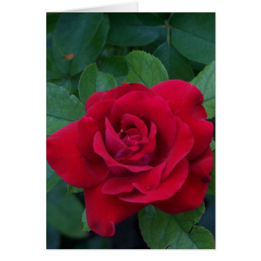 Red Rose Up Close Cards (Front)