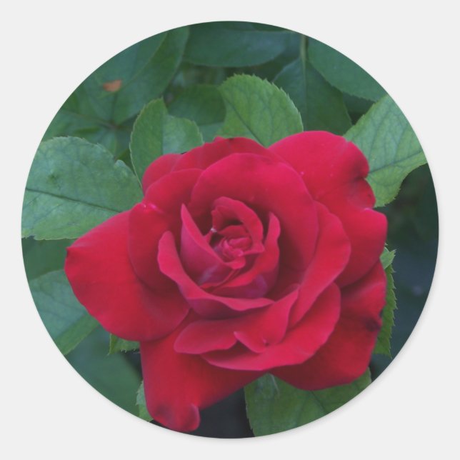 Red Rose Up Close Classic Round Sticker (Front)