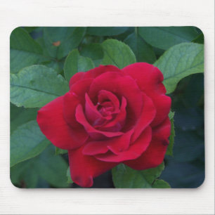 Red Rose Up Close Mouse Pad