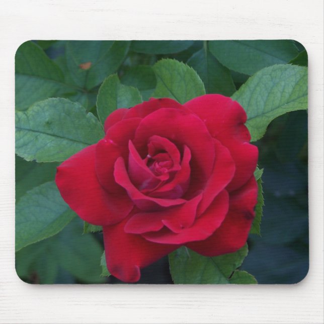 Red Rose Up Close Mouse Pad (Front)