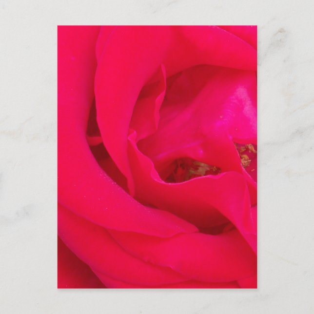 Red Rose Up Close Postcard (Front)