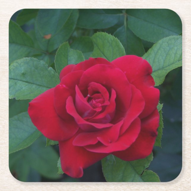 Red Rose Up Close Square Paper Coaster (Front)