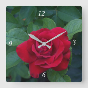 Red Rose Up Close Square Wall Clock