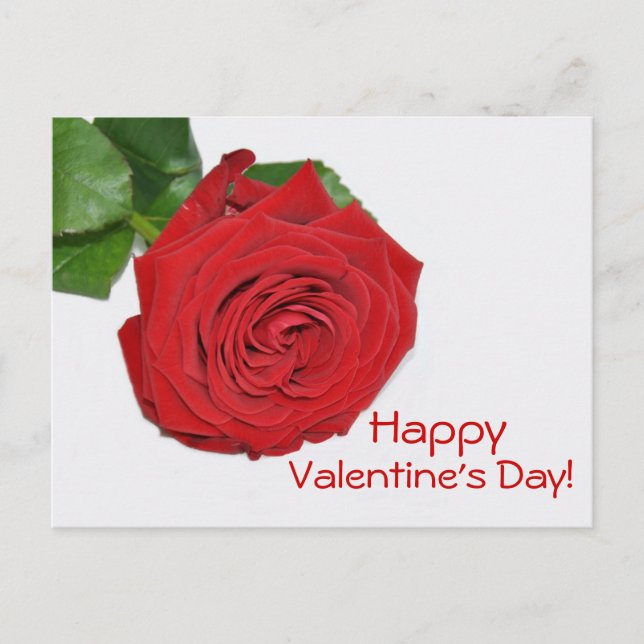 Red Rose Valentine's Day Postcard (Front)