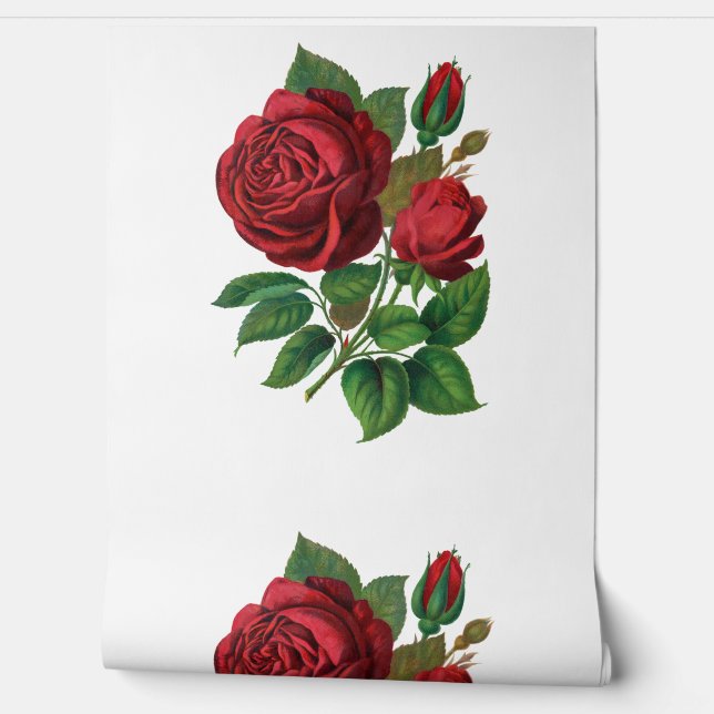 Red rose wallpaper  (Unrolling)