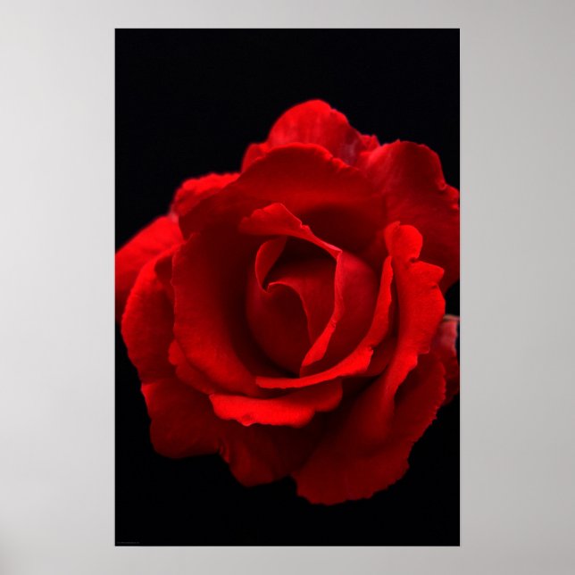 Red Rose wapa Poster (Front)