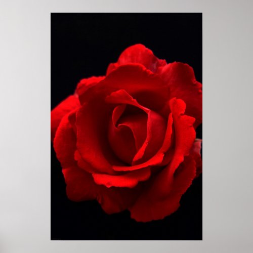 Red Rose wapcna Poster