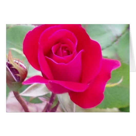 Red rose, West Lafayette, Indiana Cards (Front Horizontal)