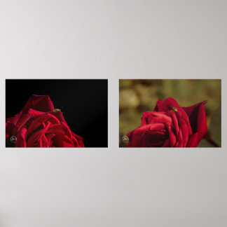 Red rose with a yellow ladybug Print Set