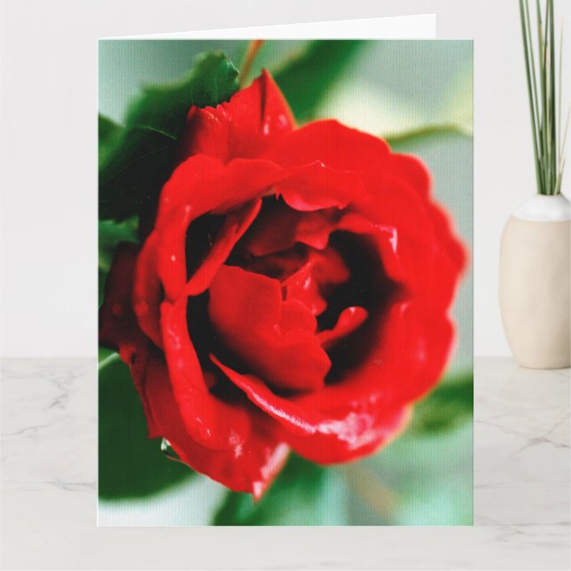 Red Rose with Dew Drops  Card (Front)