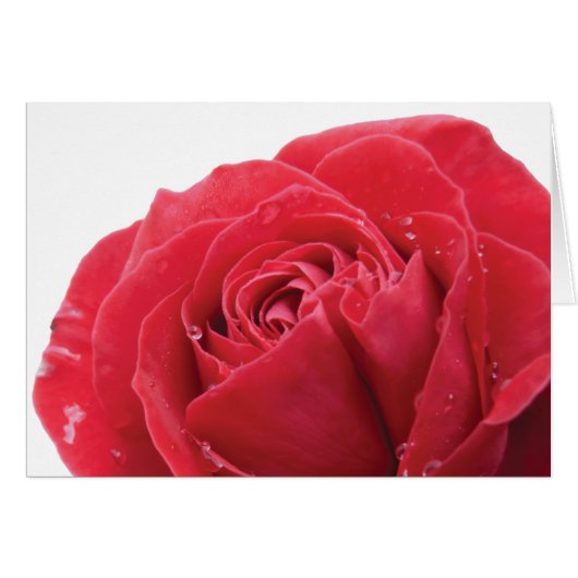 Red Rose with Water Droplets Cards (Front Horizontal)