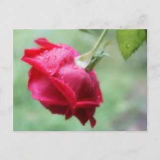 Red Rose With Water Droplets Post Card