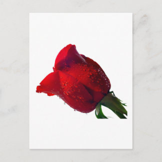 red rose with water drops postcard