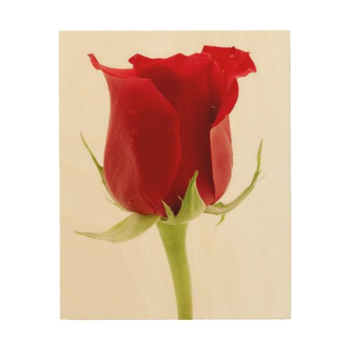 Red rose wood wall art