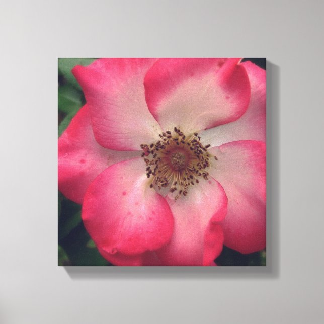Red Rose Wrapped Canvas (Front)