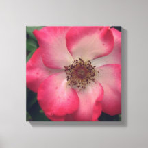 Red Rose Wrapped Canvas