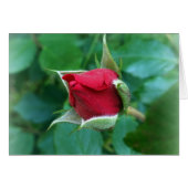 red rosebud (Front Horizontal)