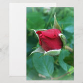 red rosebud (Front/Back)
