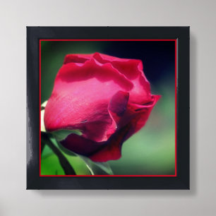 Red Rosebud Bending Framed Art