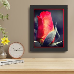 Red Rosebud Black And White Partial Framed Art