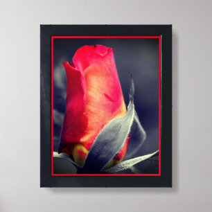 Red Rosebud Black And White Partial Framed Art