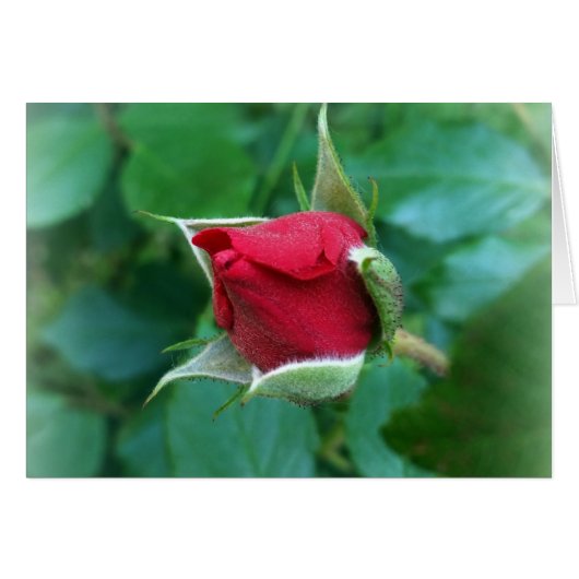 red rosebud cards (Front Horizontal)