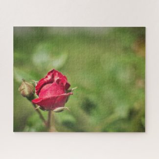 Red rose blossom romantic garden